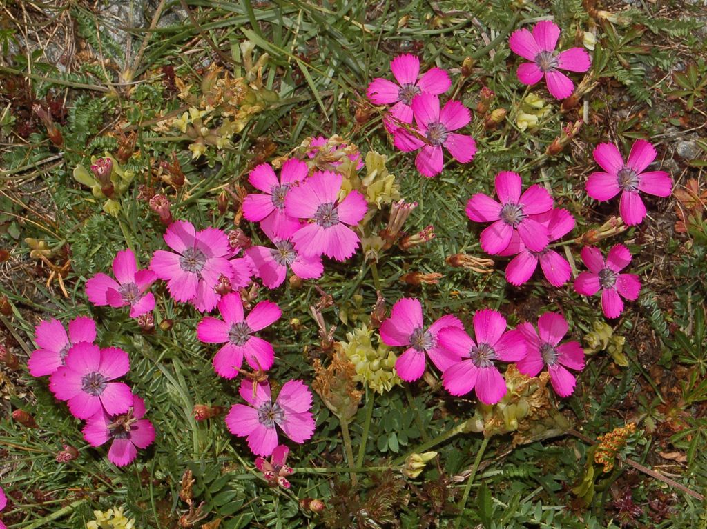 Dianthus pavonius
